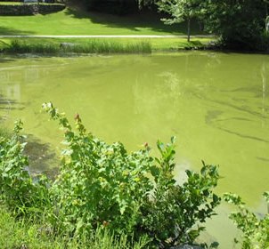 Algae Bloom