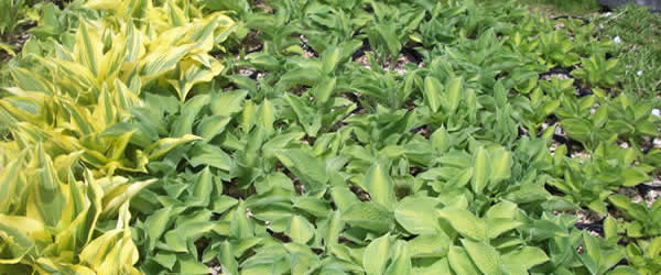 Hosta