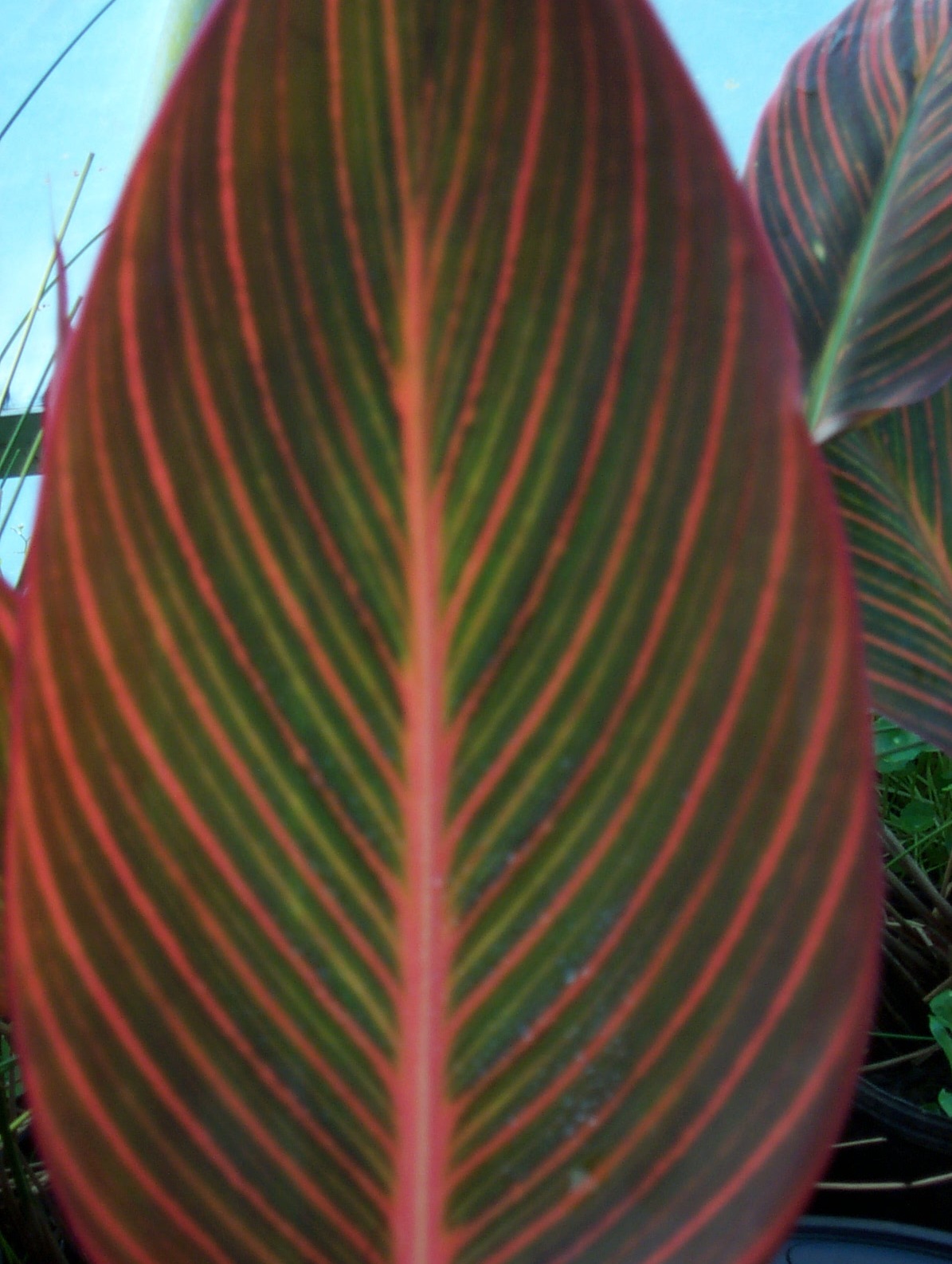 Canna African Sunset Leaves
