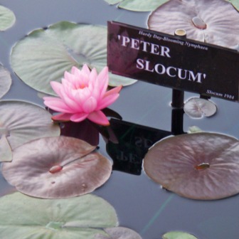 Hardy Waterlily Peter Slocum