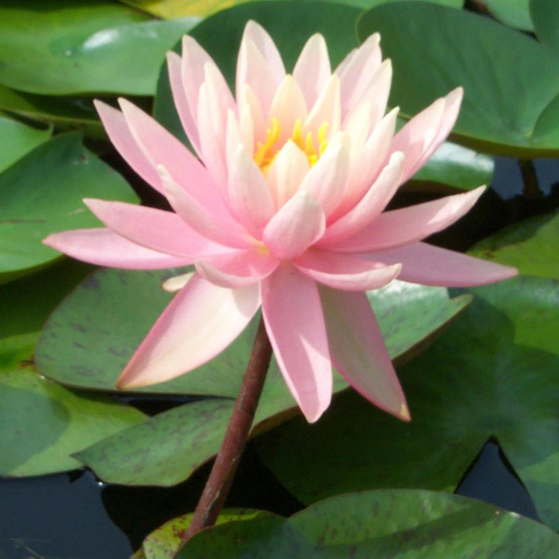 Hardy Waterlily Sunny Pink