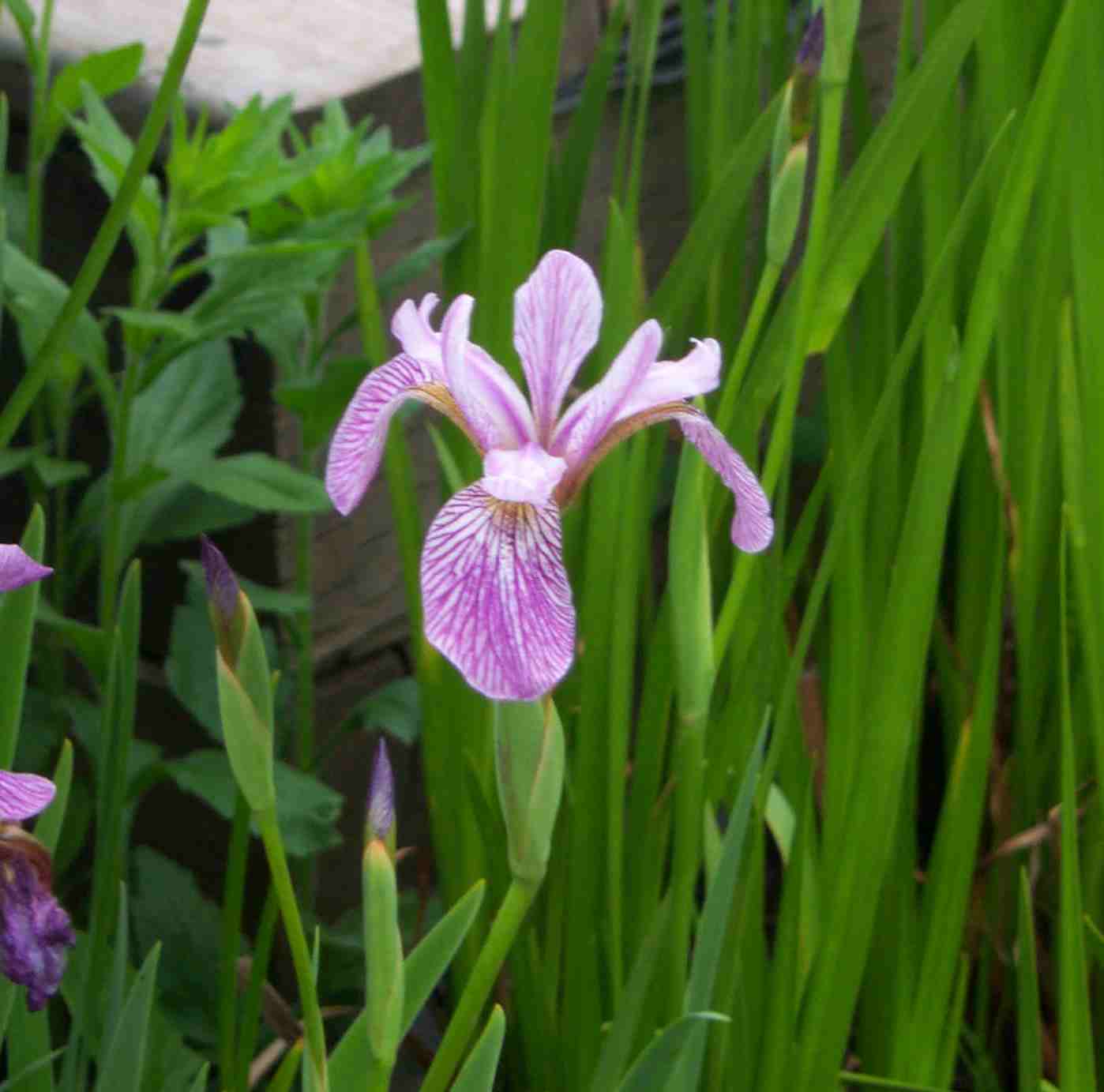 Iris fresh Mint