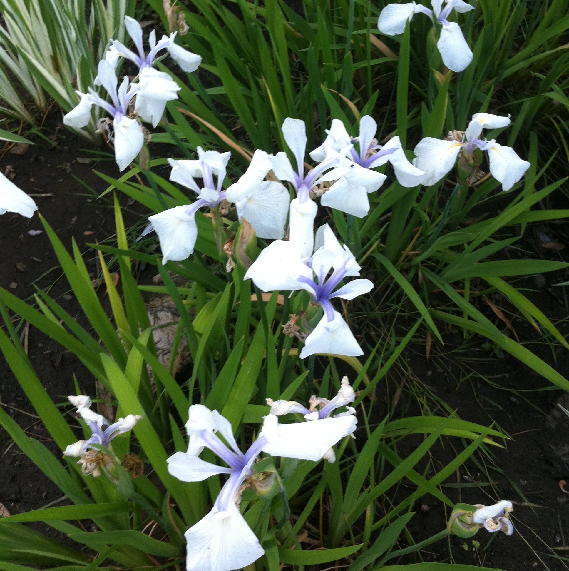 Iris laevigata alba