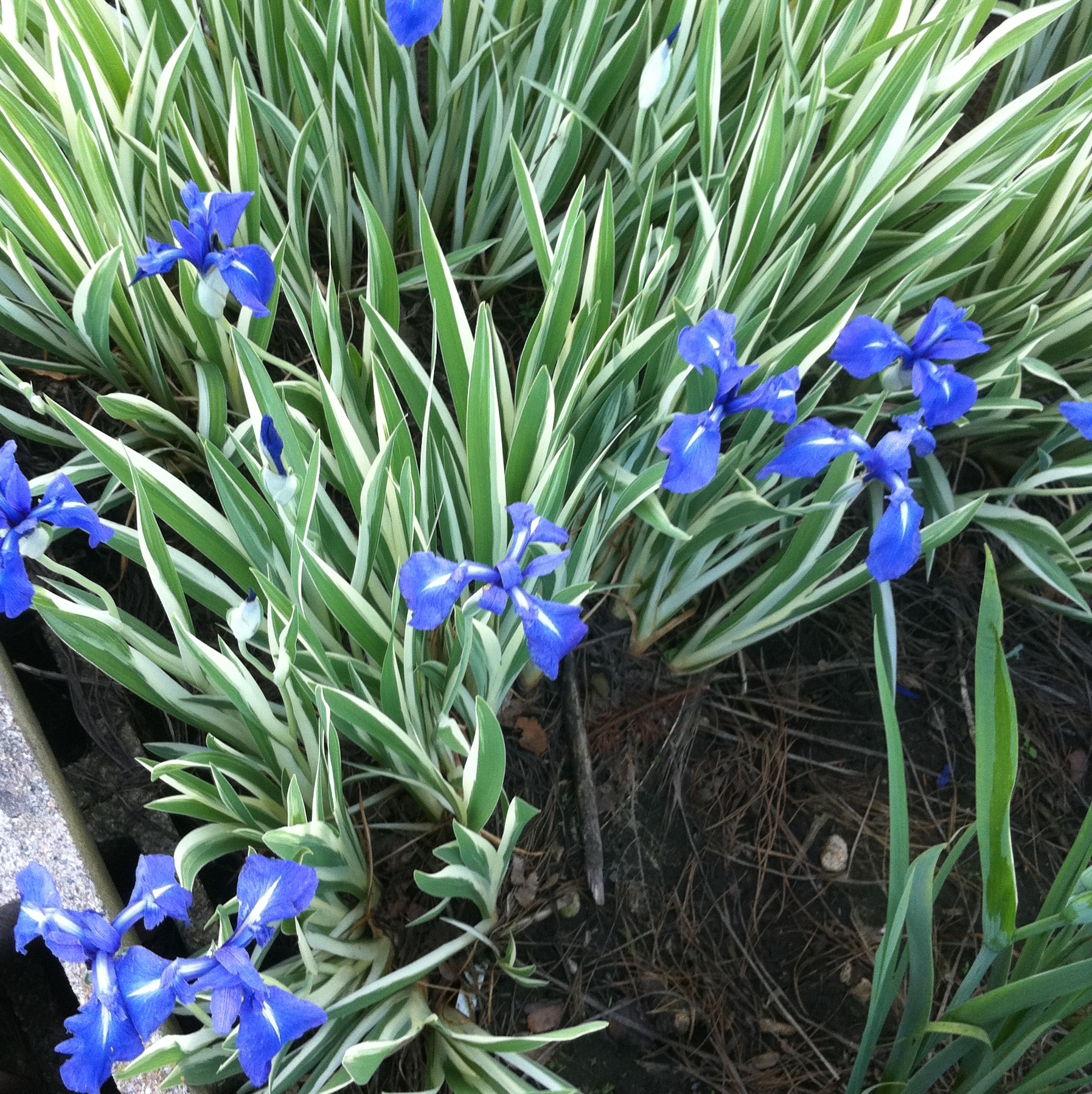 Iris laevigata varigata