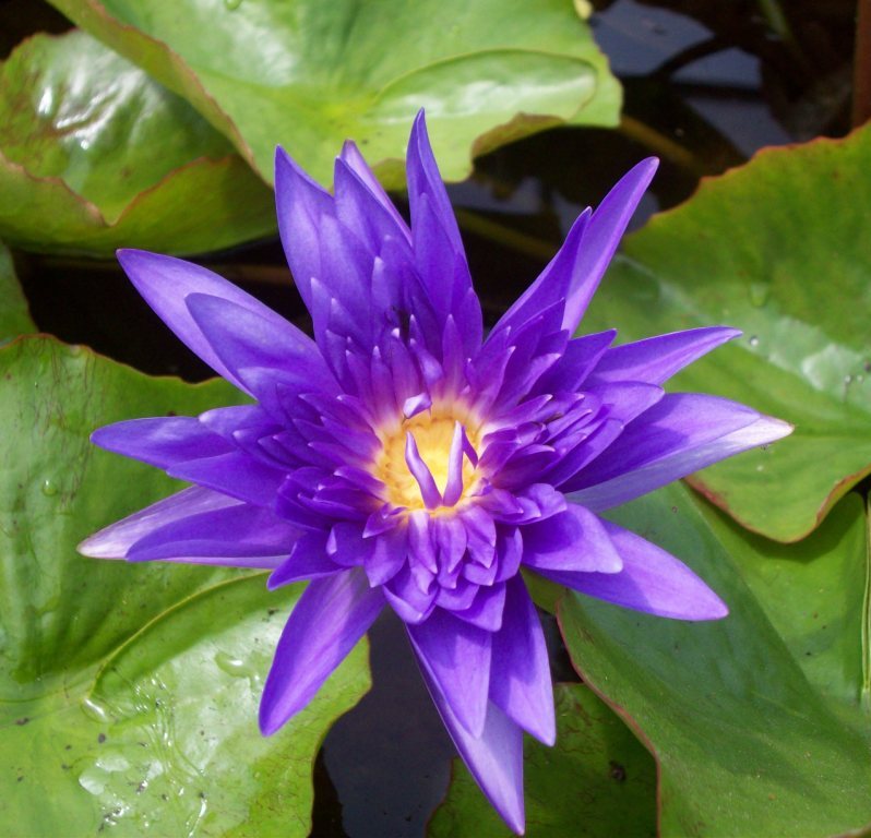 Tropical Waterlily  King of Siam