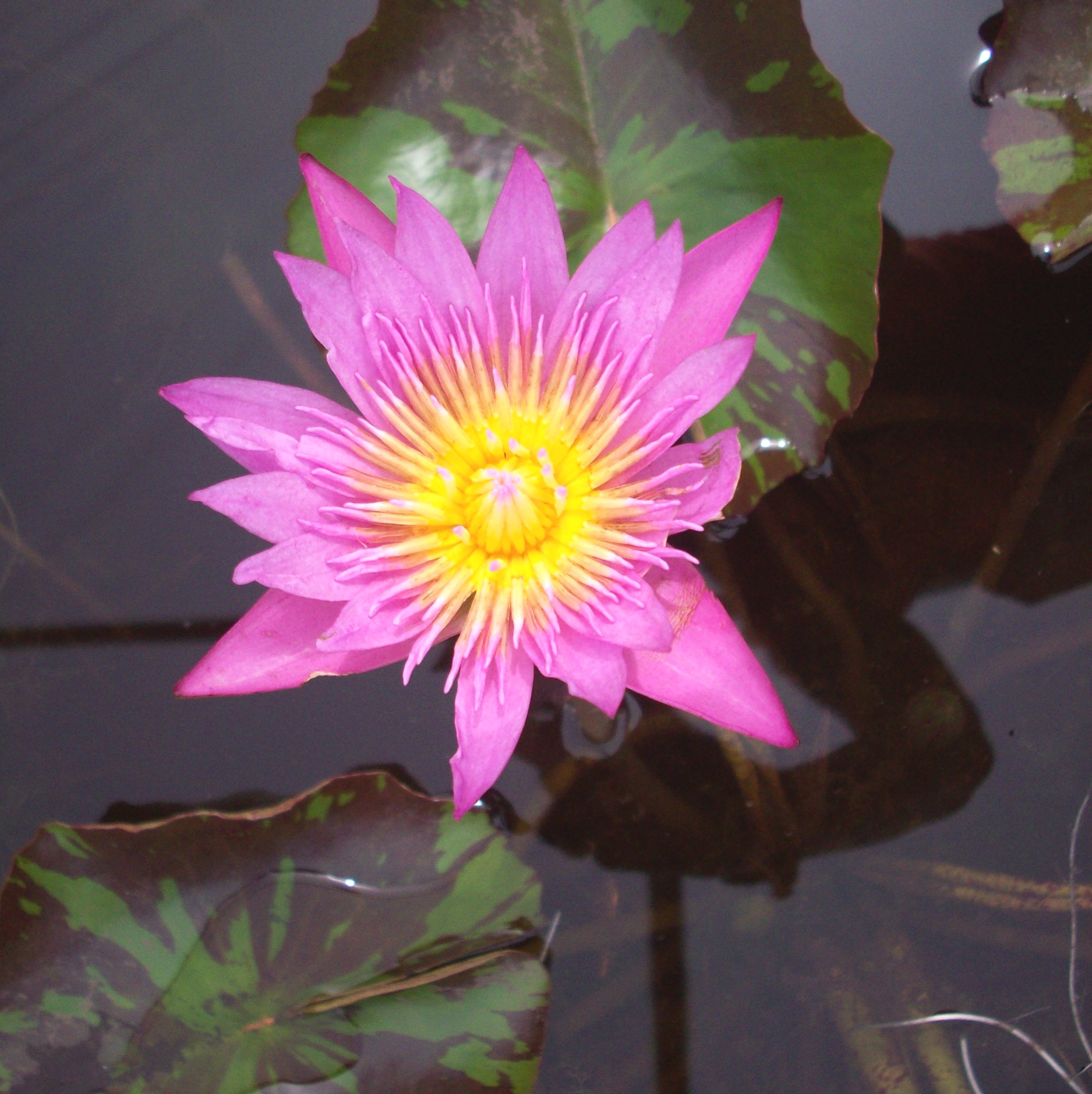 Tropical Waterlily Queen of Siam