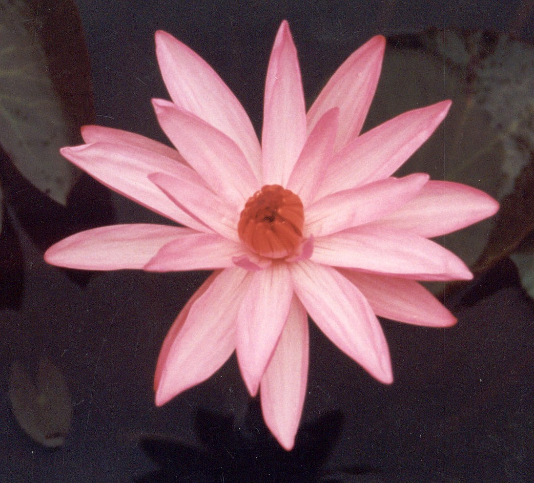 Tropical Waterlily Texas Shell Pink